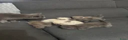 British gatti in vendita: Bellissimi gattini cercano una mamma e un papà a Provincia di Foggia - Annuncio 1