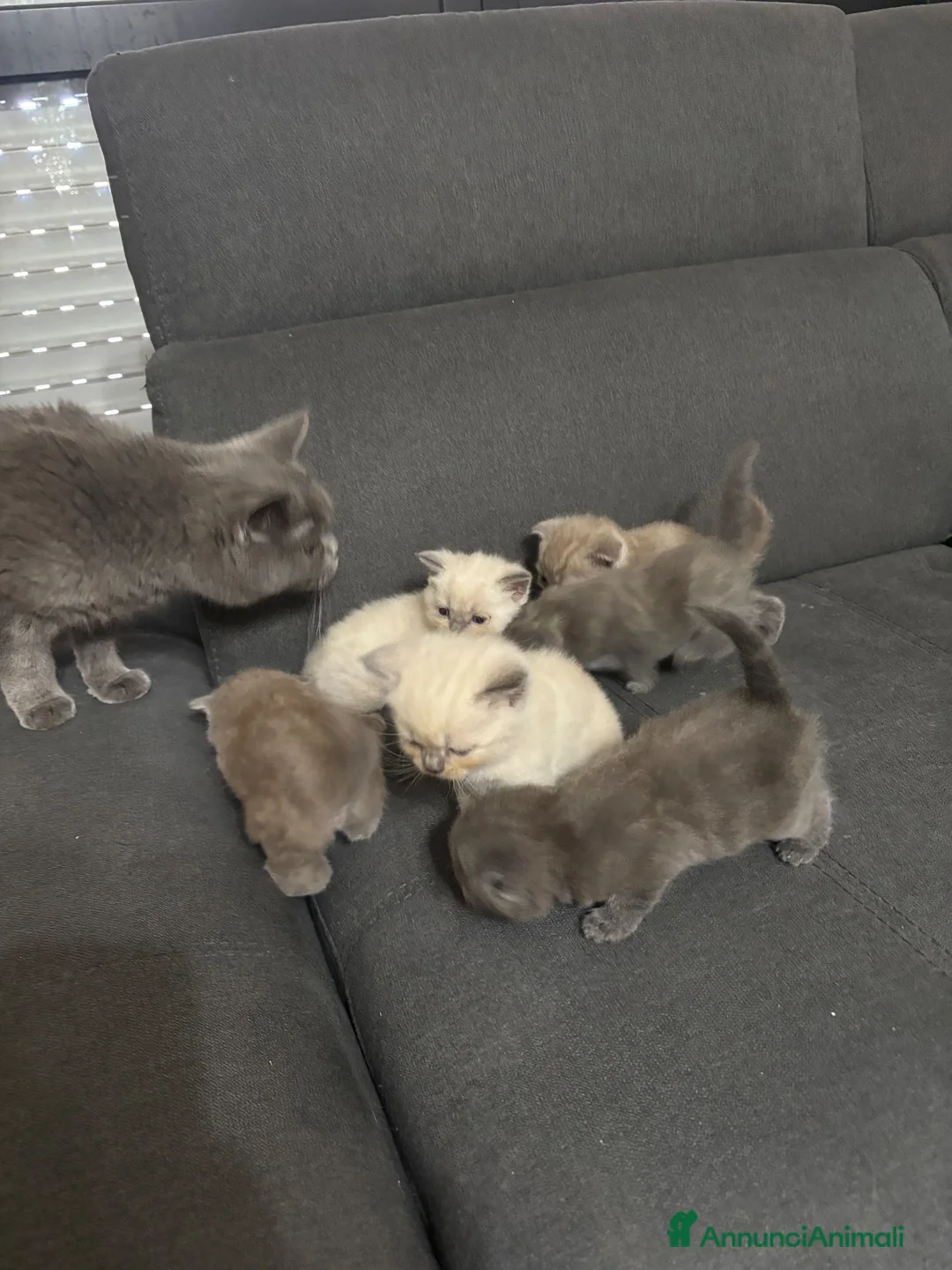 British gatti in vendita: Bellissimi gattini cercano una mamma e un papà a Provincia di Foggia - Annuncio 1