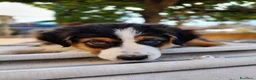 Australian Shepherd cani in vendita: cuccioli di pastore Australiano con pedigree ENCI - Annuncio 7