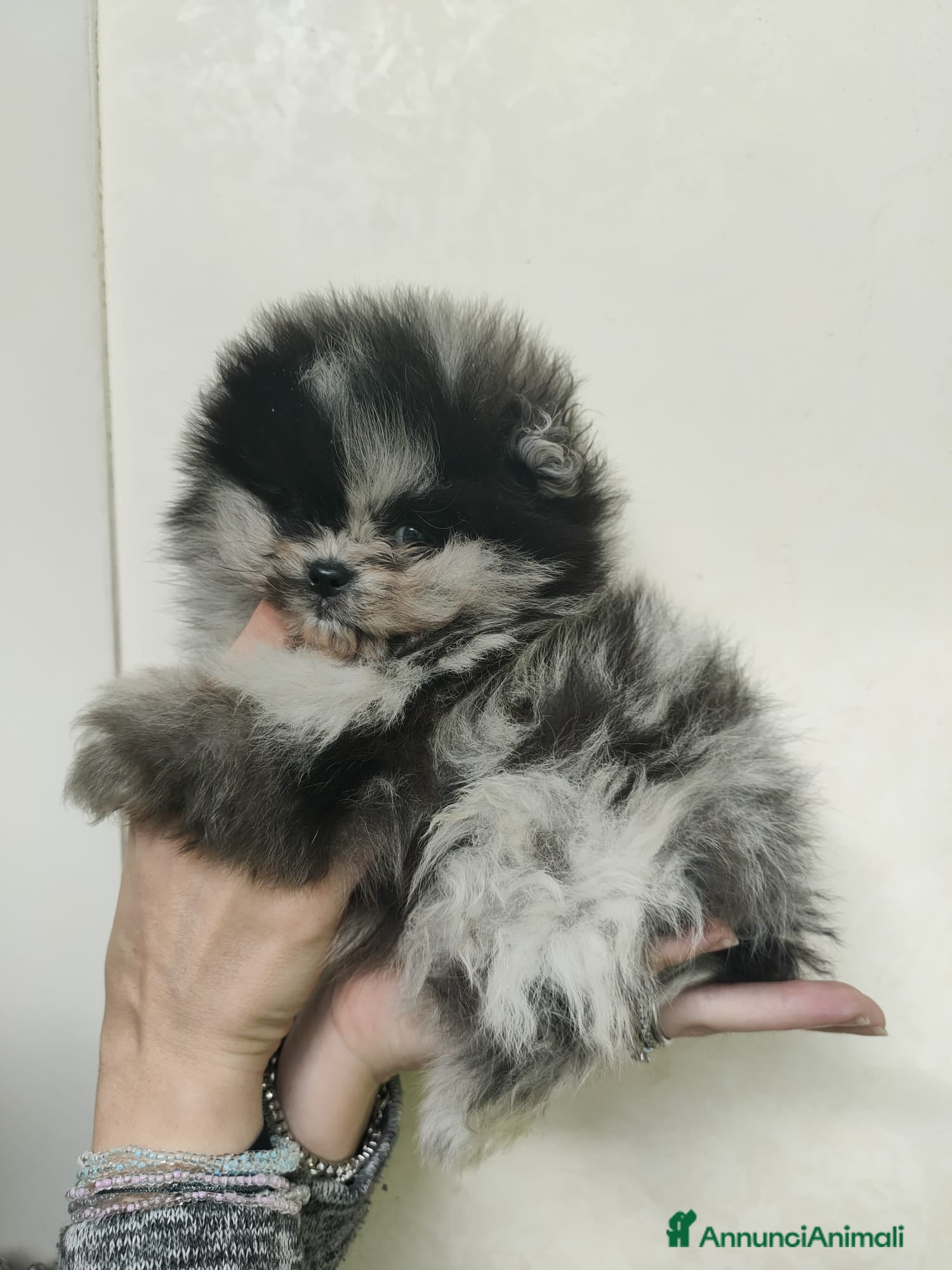 Volpino Pomerania cani Pomerania merle - Annuncio 1