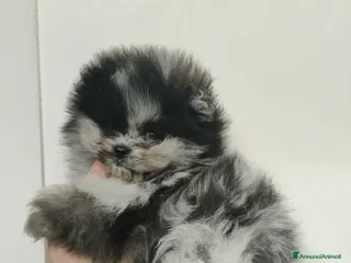 Volpino Pomerania cani Pomerania merle - Annuncio 2