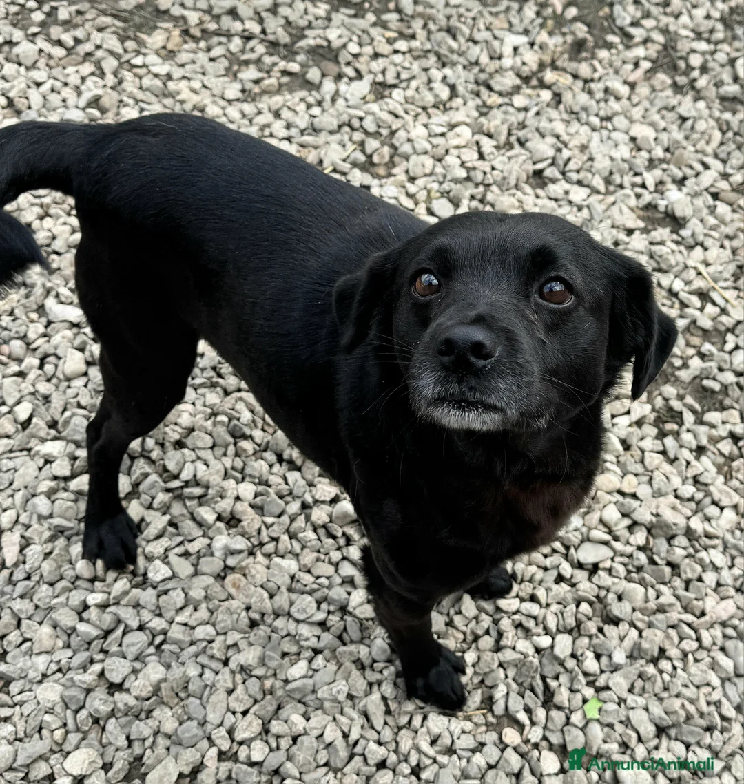 Meticcio cani in regalo: Denver 3 anni Taglia piccola  - Annuncio 2