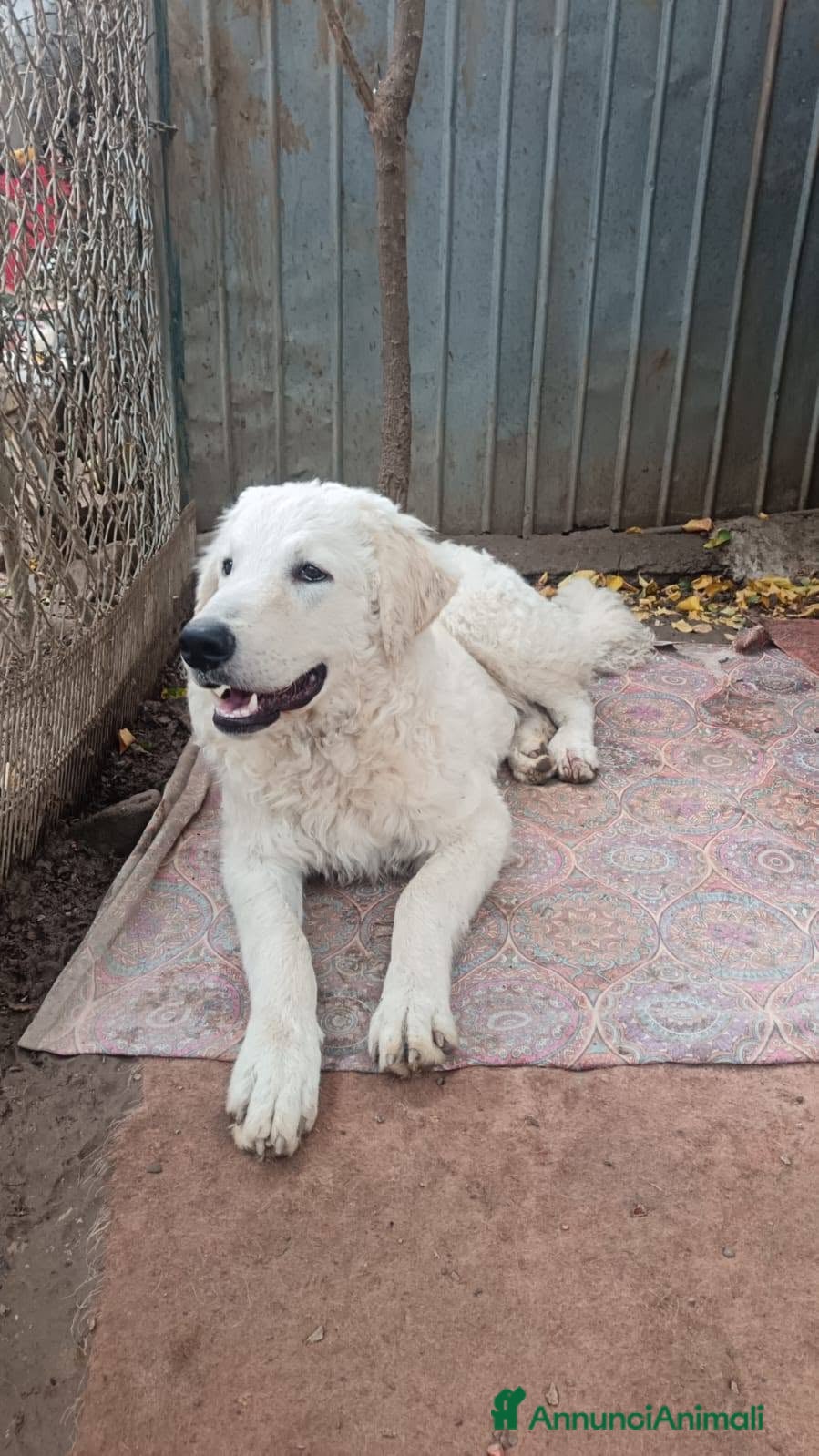 Pastore Maremmano cani ADOZIONE URGENTE MARSHALL  - Annuncio 36