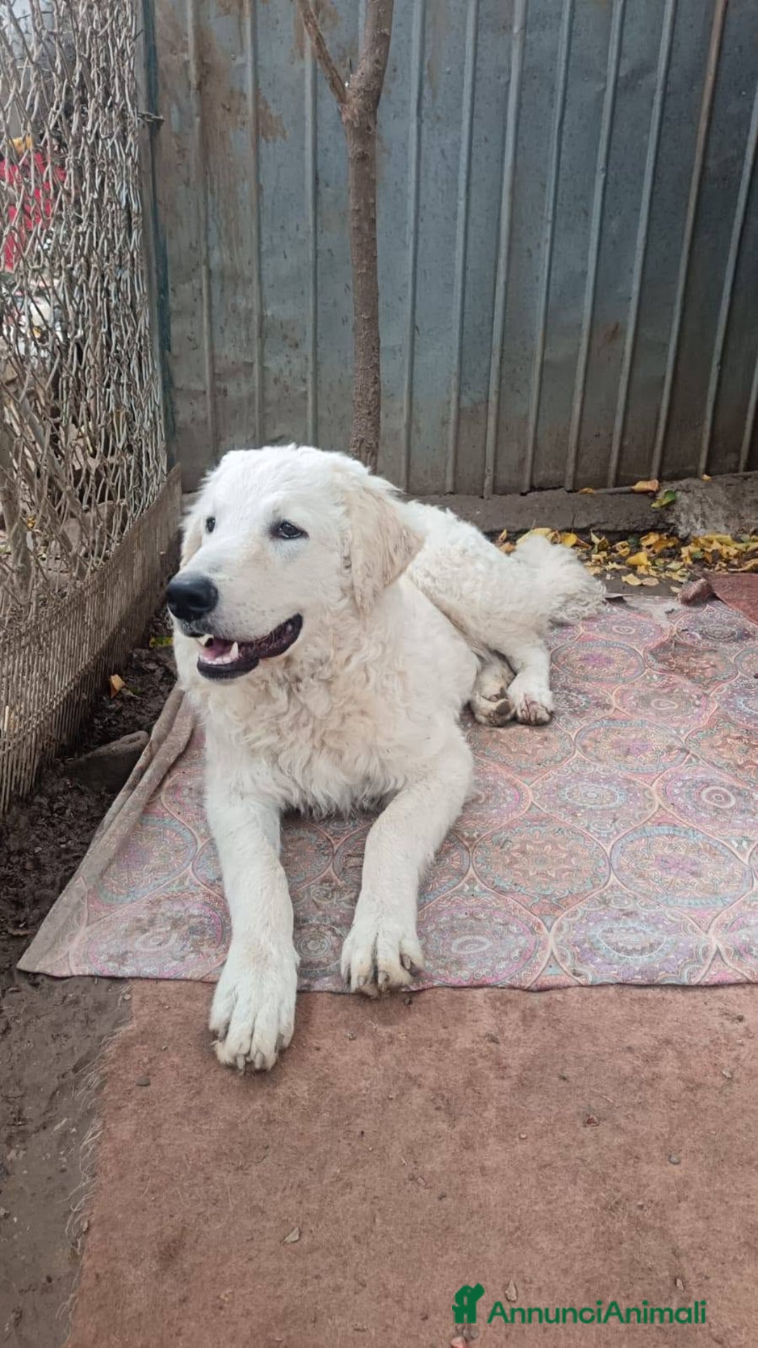 Pastore Maremmano cani in regalo: ADOZIONE URGENTE MARSHALL  - Annuncio 1