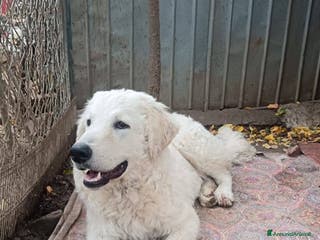 Pastore Maremmano cani ADOZIONE URGENTE MARSHALL - Annuncio 36