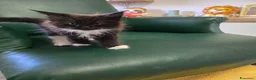Maine Coon gatti in vendita: Maschio Maine Coon  - Annuncio 9