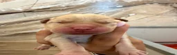 Labrador cani in vendita: Cuccioli di Labrador Retriever Allevamento profess - Annuncio 2