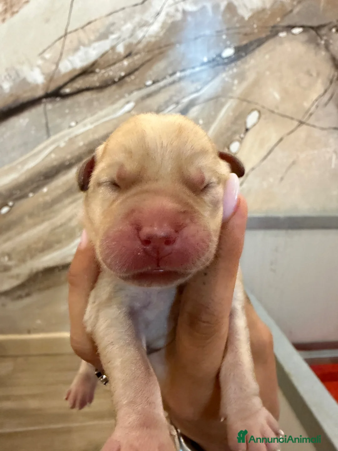 Labrador cani in vendita: Cuccioli di Labrador Retriever Allevamento profess - Annuncio 2