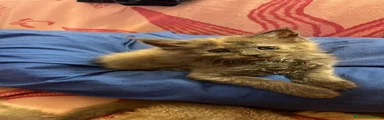 Maine Coon 5