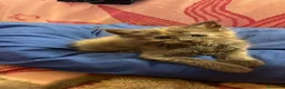 Maine Coon gatti in vendita: Cuccioli di Mainecoon  - Annuncio 2