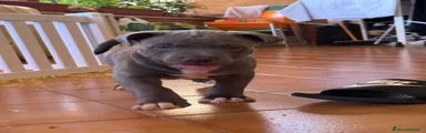 Pitbull 1