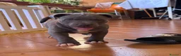 Pitbull cani in vendita: CUCCIOLI DI PITBULL CON PEDIGREE DISPONIBILI a Città metropolitana di Roma Capitale - Annuncio 12