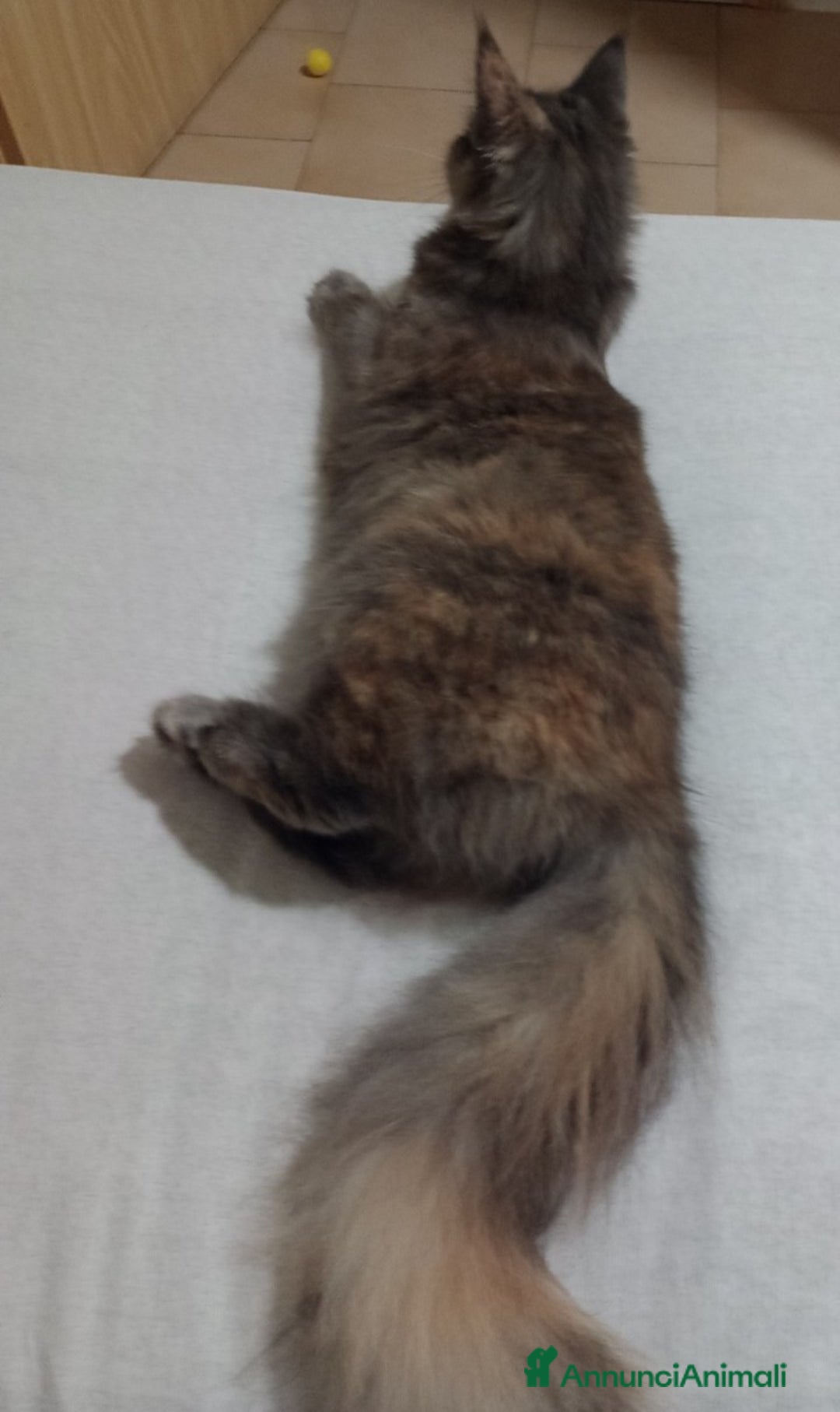 Maine Coon gatti in vendita: Maine Coon  - Annuncio 5