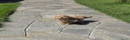 Barboncino Toy cani in vendita: Barboncino Toy albicocca  a Città Metropolitana di Torino - Annuncio 1