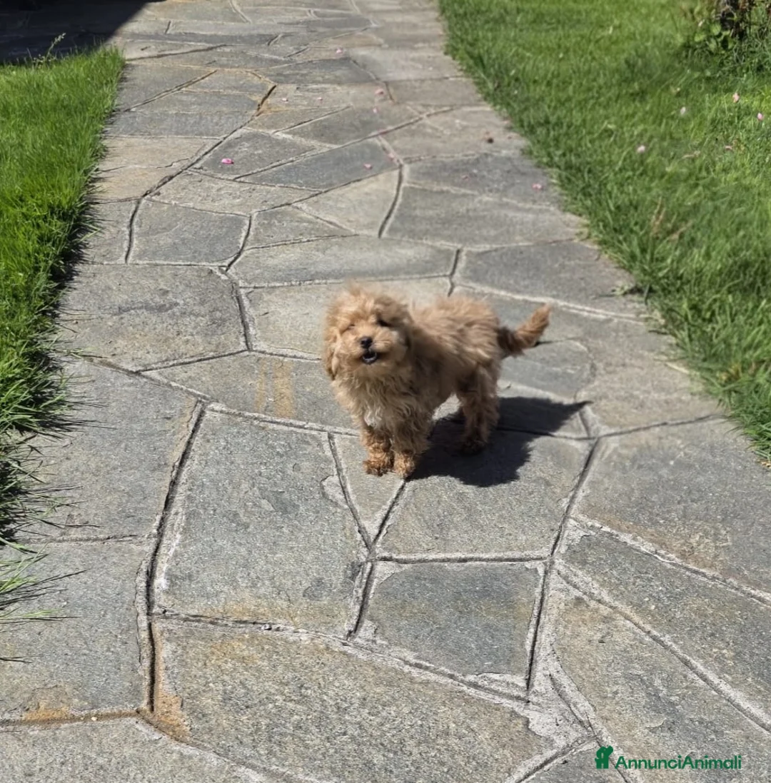 Barboncino Toy cani in vendita: Barboncino Toy albicocca  a Città Metropolitana di Torino - Annuncio 1