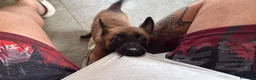 Pastore Belga cani in vendita: Cucciole di pastore belga malinois  - Annuncio 1