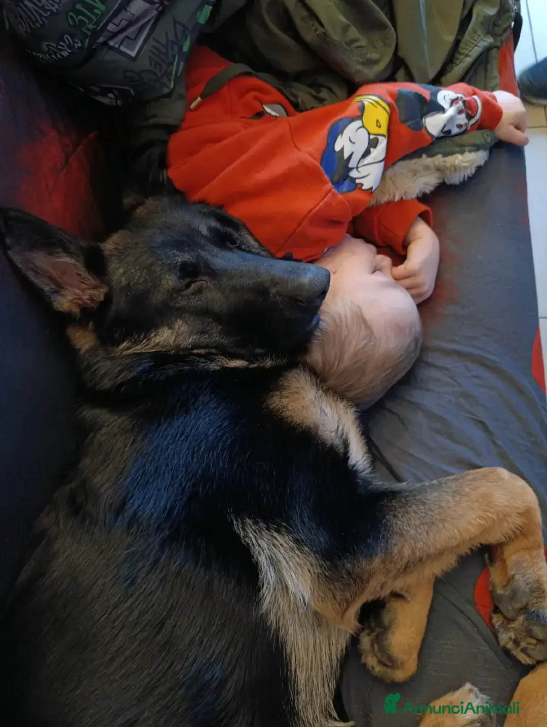 Pastore Tedesco cani Regalo cucciola di pastore tedesco  - Annuncio 18