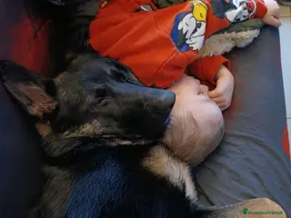 Pastore Tedesco cani Regalo cucciola di pastore tedesco - Annuncio 18