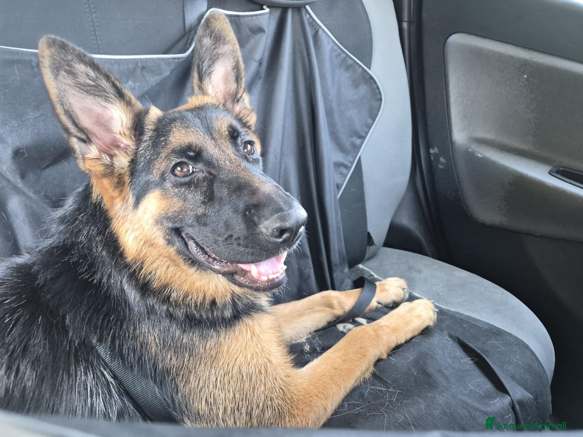 Pastore Tedesco cani Pastore Tedesco femmina 11 mesi – Linea bellezza - Annuncio 1