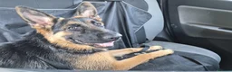 Pastore Tedesco cani in vendita: Pastore Tedesco femmina 11 mesi – Linea bellezza a Provincia di Caserta - Annuncio 1