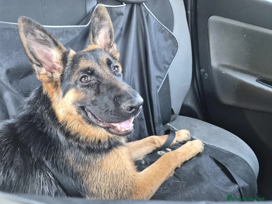 Pastore Tedesco cani in vendita: Pastore Tedesco femmina 11 mesi – Linea bellezza a Provincia di Caserta - Annuncio 1