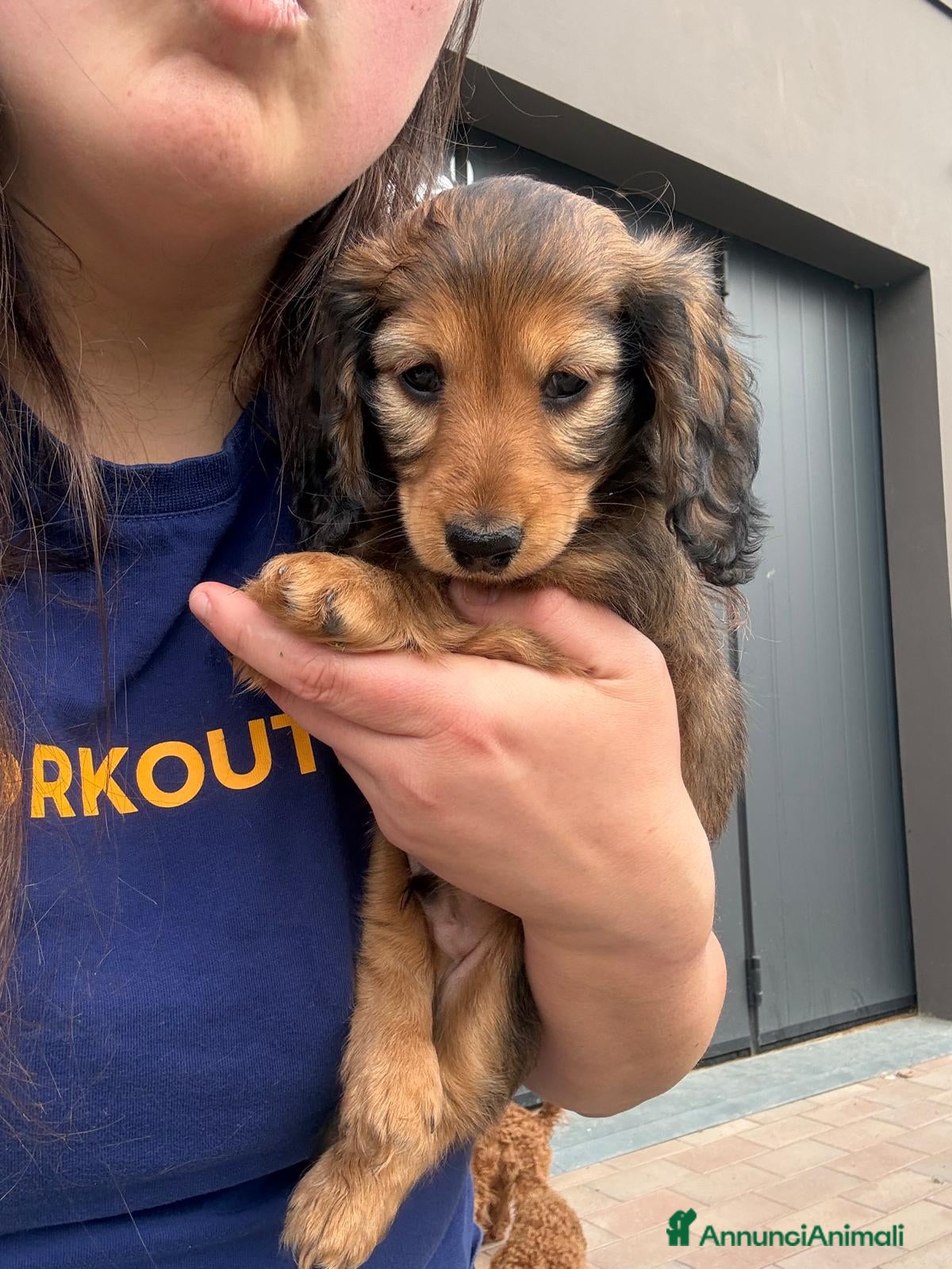Bassotto cani Cucciolo di bassotto tedesco pelo lungo Kaninchen - Annuncio 1