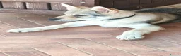 Lupo Cecoslovacco cani in vendita: Cuccioli cane lupo cecoslovacco  - Annuncio 4