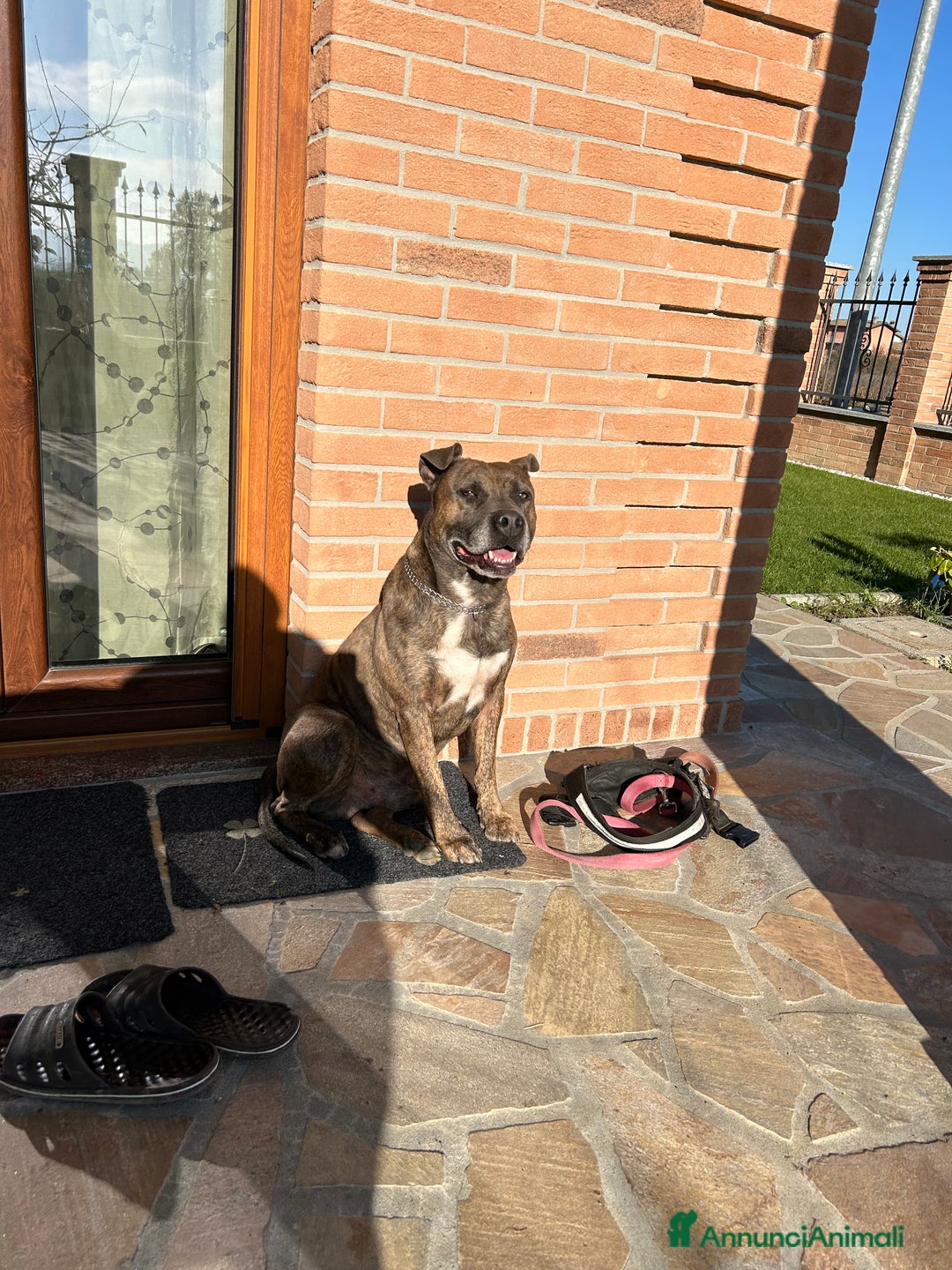 Altre razze cani per accoppiamento: amstaff per monta - Annuncio 4