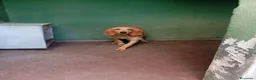 Meticcio cani in regalo: Flora, simil segugio!  - Annuncio 3