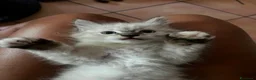 Ragdoll gatti in vendita: Cuccioli ragdoll a Provincia di Modena - Annuncio 6