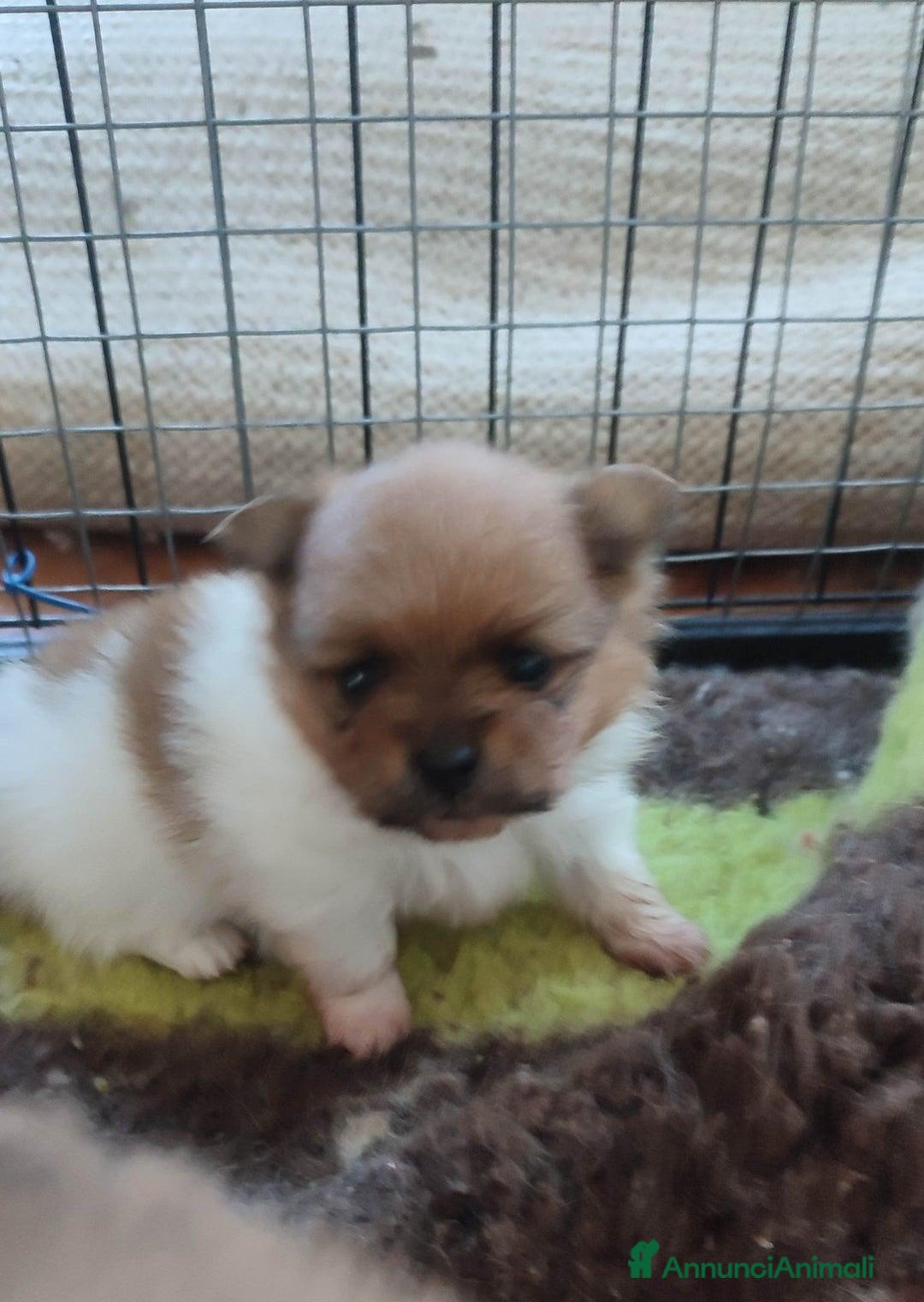 Volpino Pomerania cani in vendita: Cuccioli di Pomerania - Annuncio 12