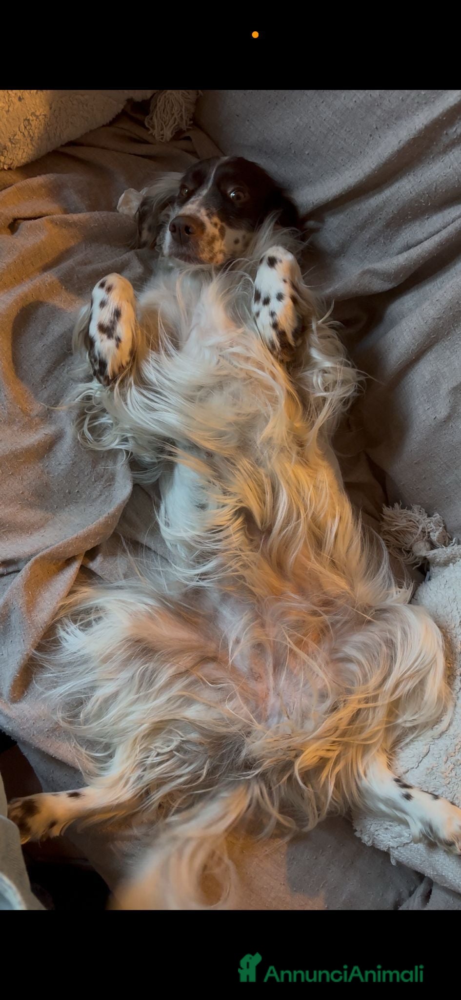 Setter Inglese cani in vendita: 2 cucciolini maschi di Setter Inglese con Pedigree - Annuncio 8