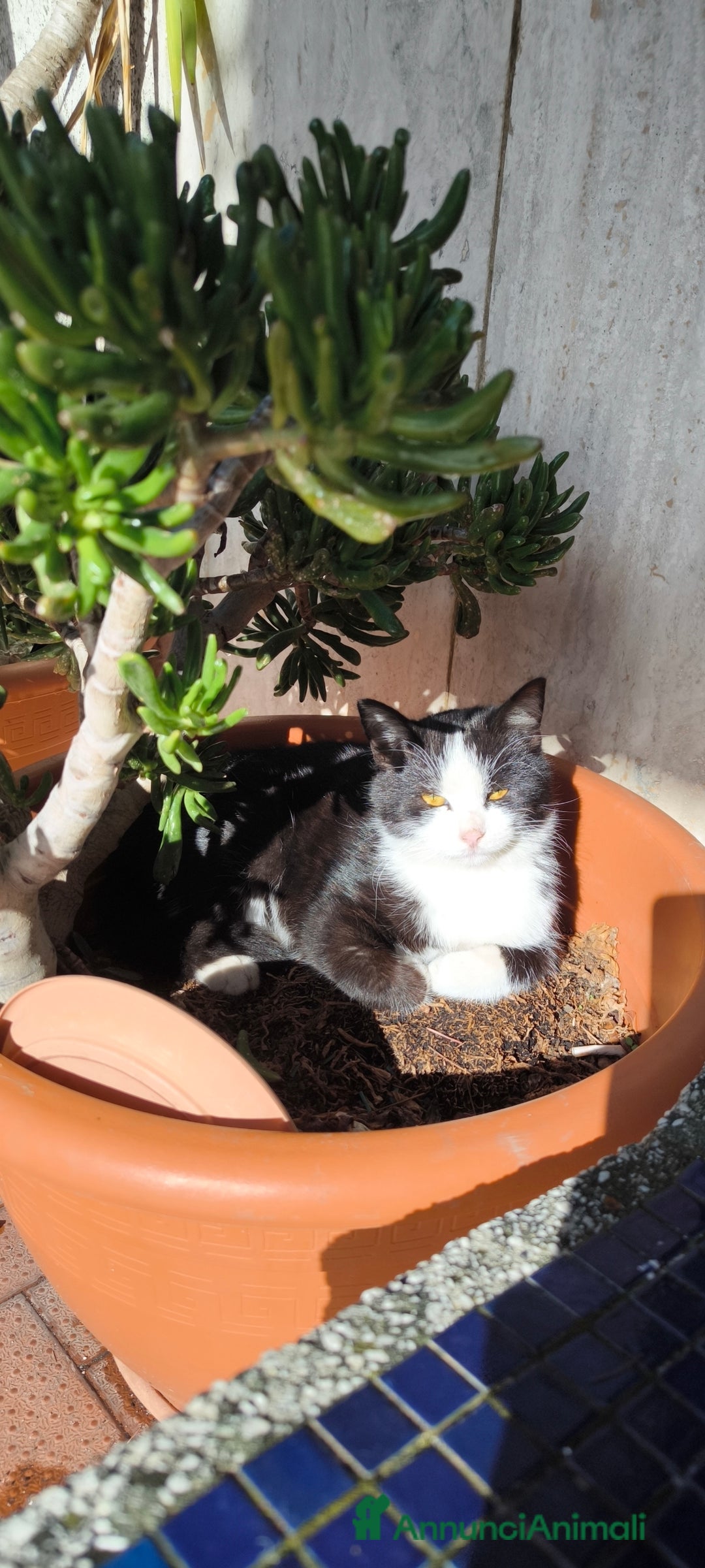 Altre razze gatti in regalo: Cucciolo in adozione  - Annuncio 1