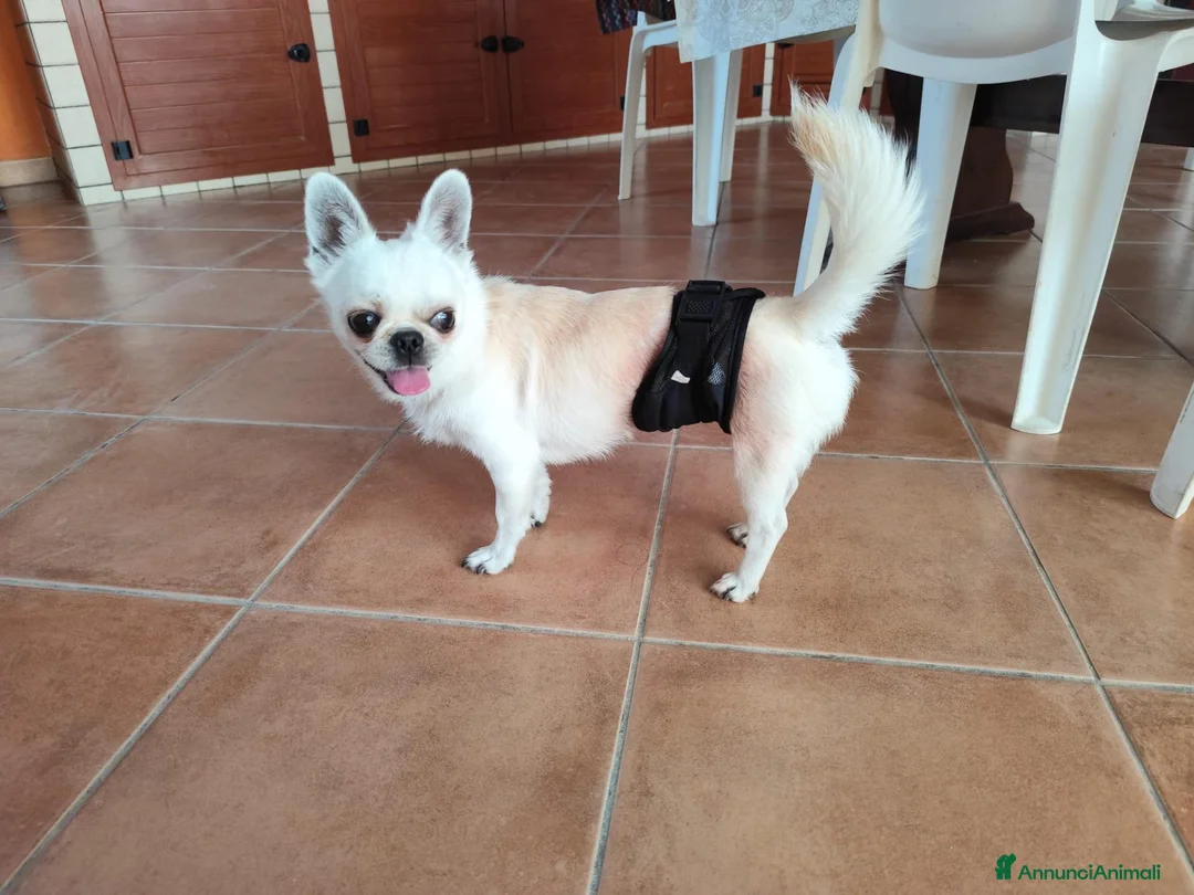 Chihuahua cani per accoppiamento: Chihuahua ipertipico di 2 anni e 9 mesi a Libero consorzio comunale di Trapani - Annuncio 1