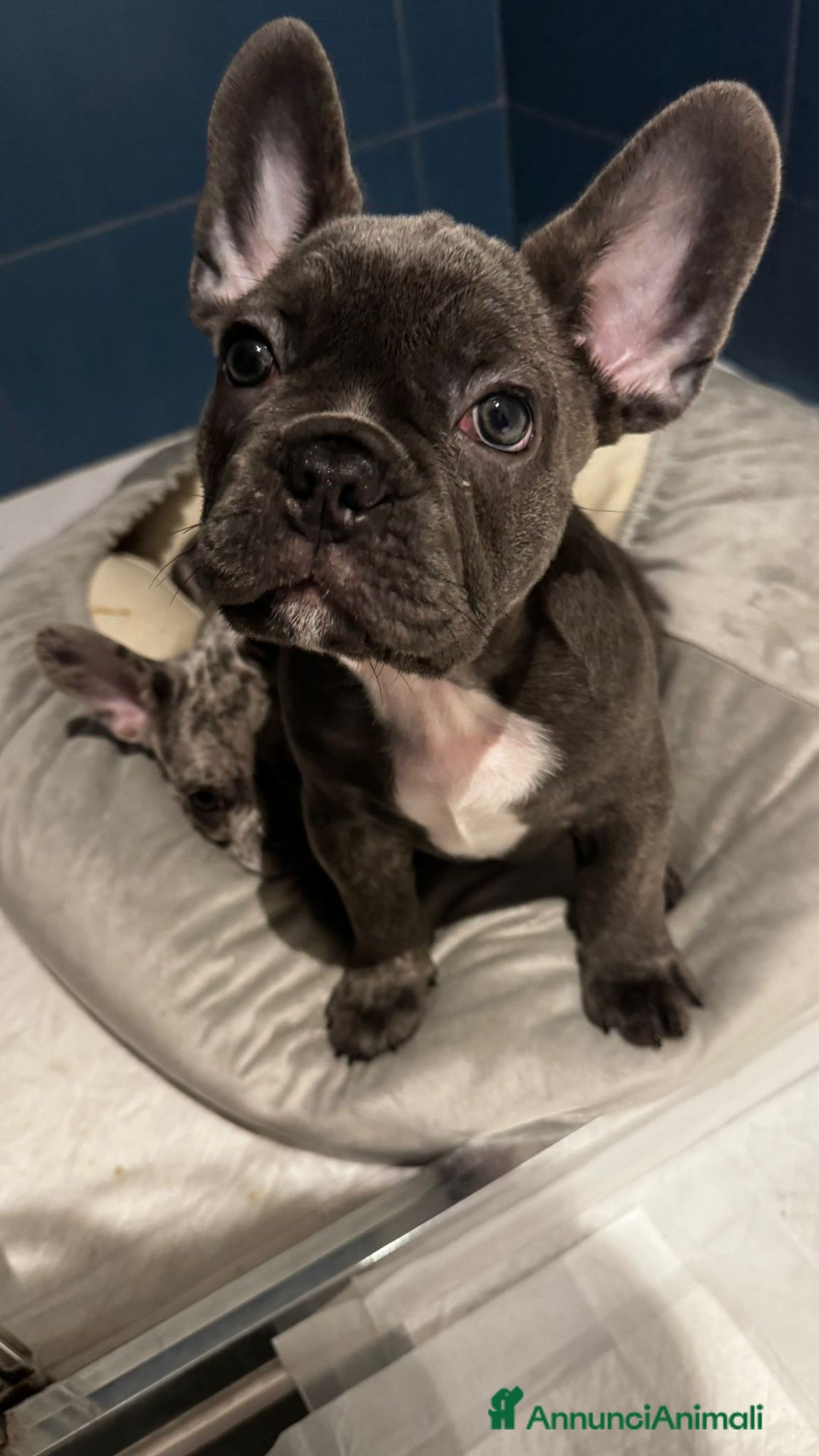 Bulldog Francese cani in vendita: Bulldog francese  - Annuncio 3