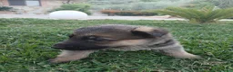 Pastore Tedesco cani in vendita: Pastore tedesco  a Città metropolitana di Catania - Annuncio 4