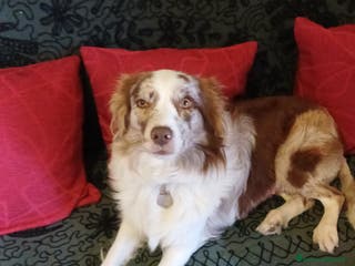 Border Collie cani Crazy Colors - Annuncio 3