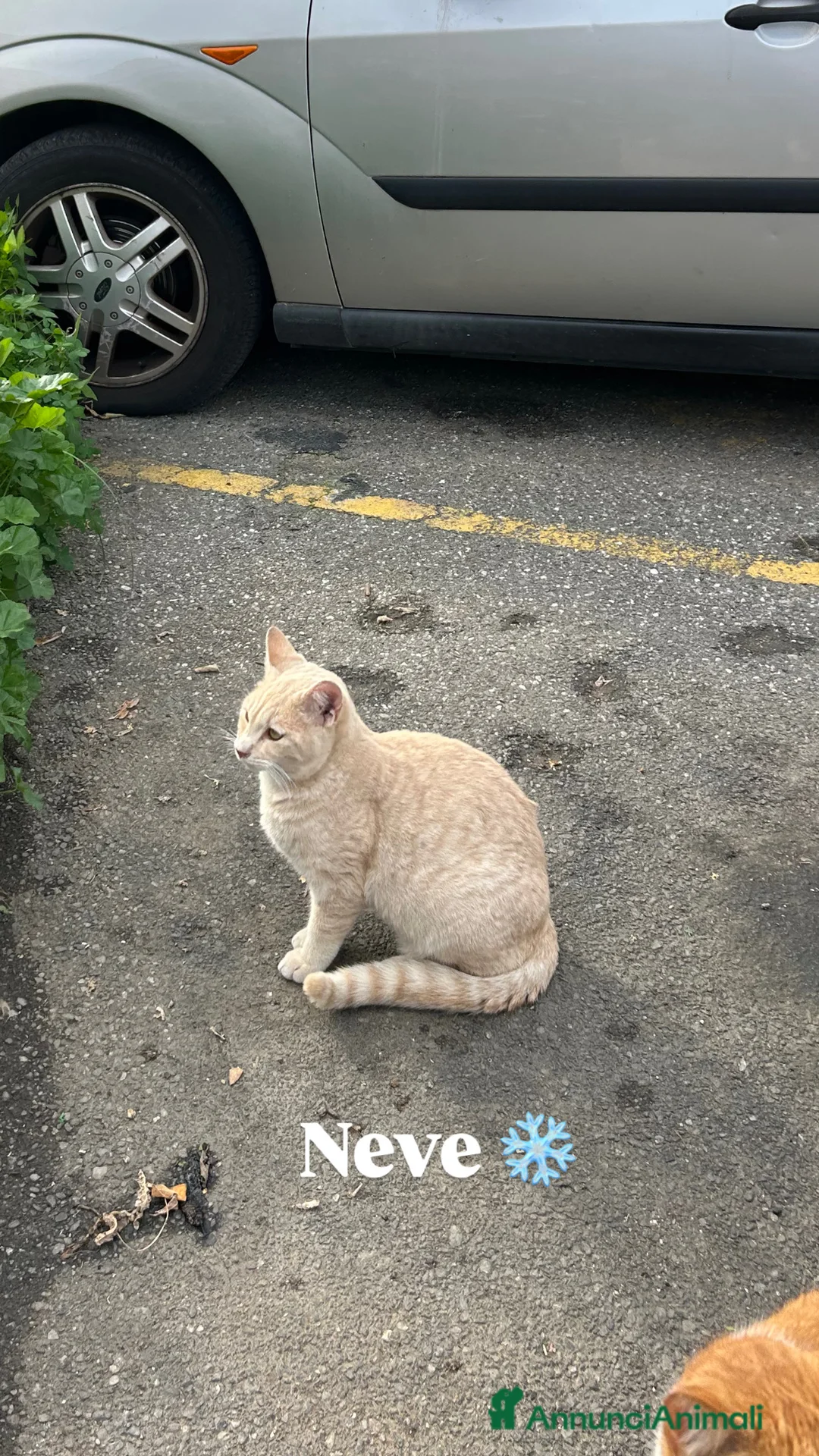 Europeo gatti in regalo: Neve cerca casa  - Annuncio 3