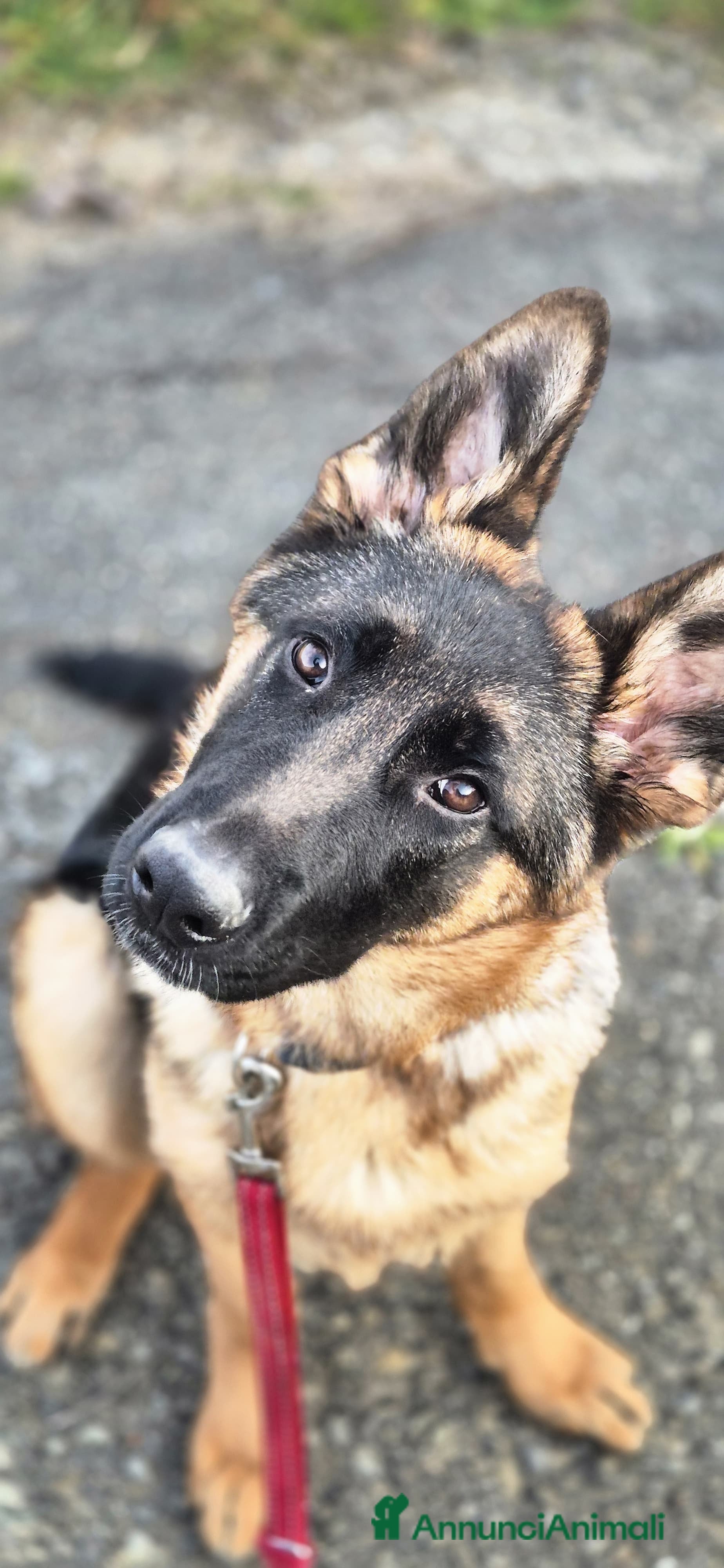 Pastore Tedesco cani Shanky, 5 mesi, cerca casa - Annuncio 1