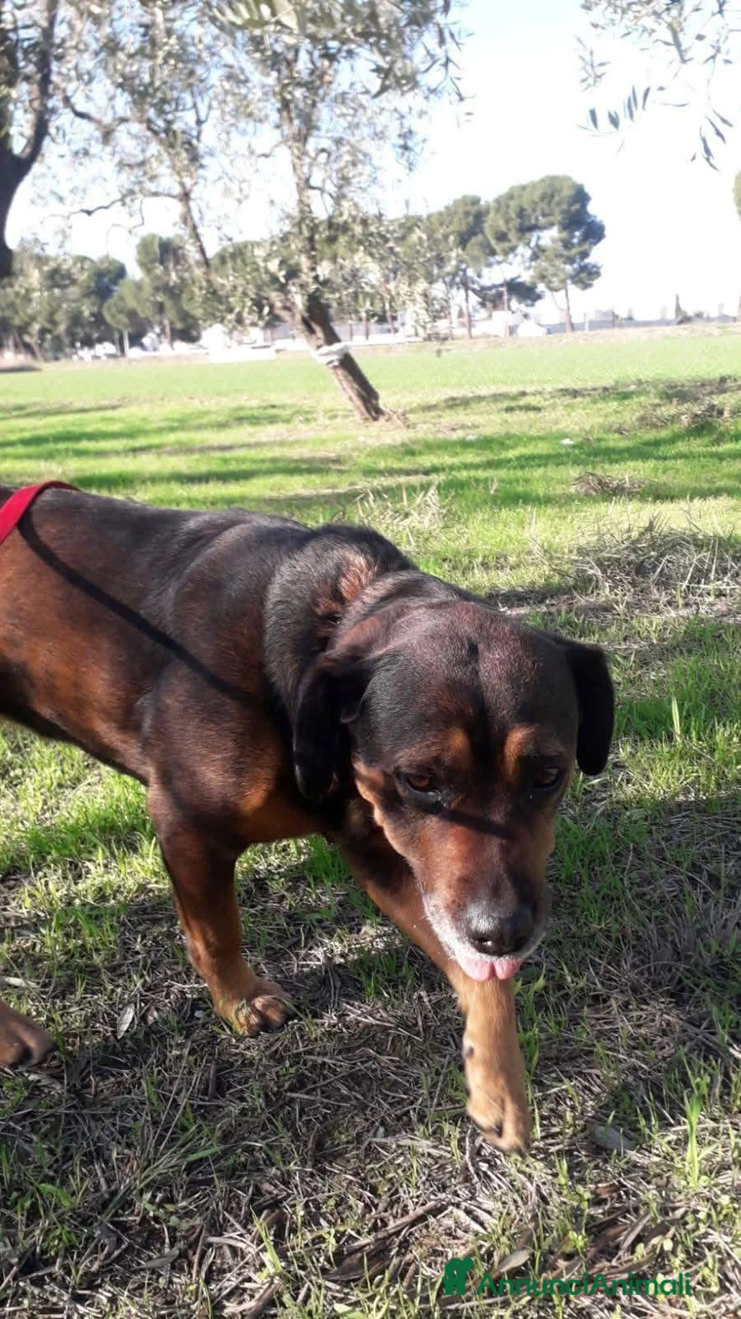 Dogue de Bordeaux cani in regalo: Nina 7 anni - Annuncio 9