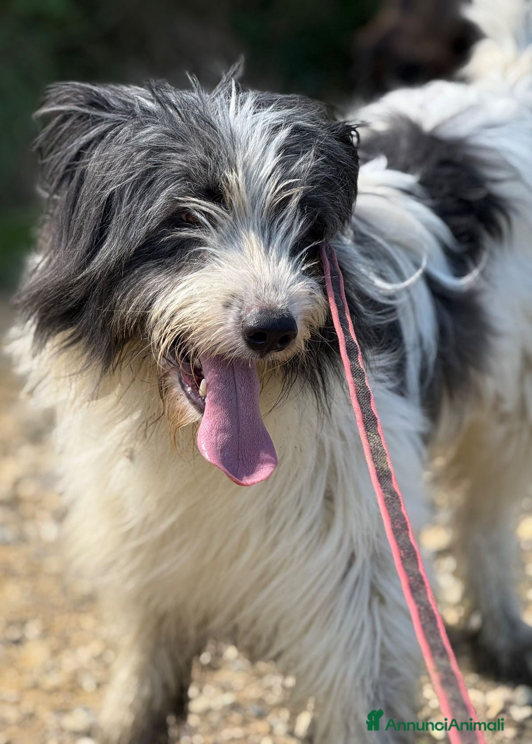 Meticcio cani in regalo: MORGAN, buffissimo cagnolone tutto pelo! - Annuncio 3