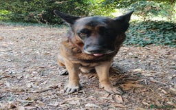 Pastore Tedesco cani in vendita: Cuccioli figli di pastori tedeschi perfetti a Città metropolitana di Roma Capitale - Immagine 5