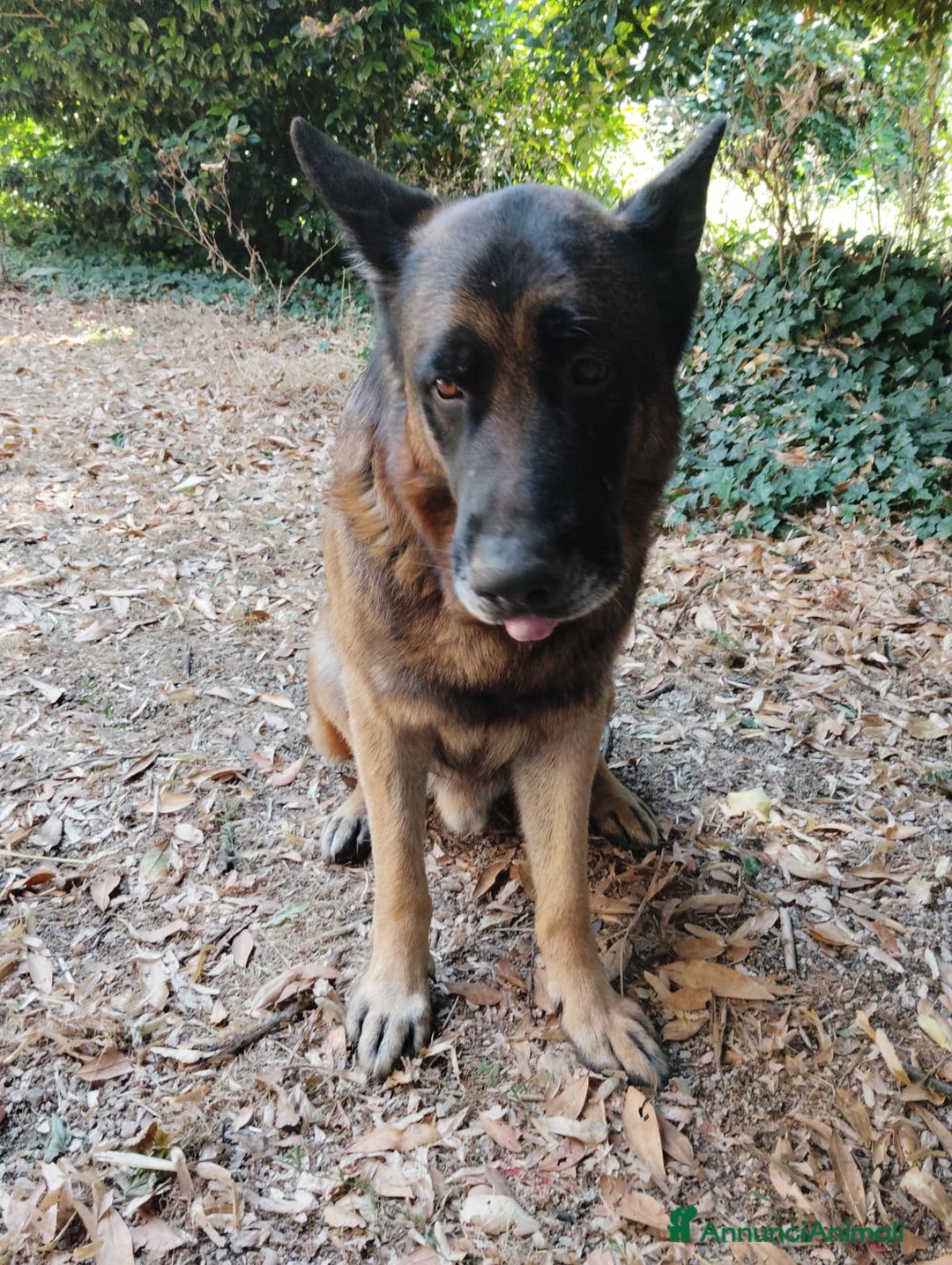 Pastore Tedesco cani in vendita: Cuccioli figli di pastori tedeschi perfetti a Città metropolitana di Roma Capitale - Immagine 5