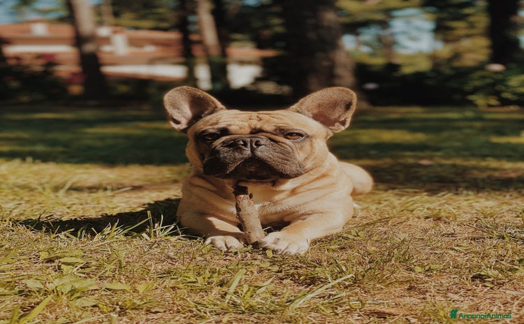 Bulldog Francese cani a Provincia di Varese - Annuncio 2