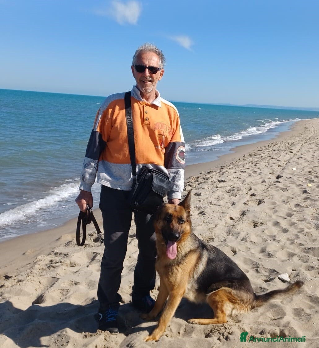 Pastore Tedesco cani Cuccioli di Pastore Tedesco  - Annuncio 1