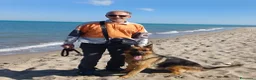 Pastore Tedesco cani in vendita: Cuccioli di Pastore Tedesco  - Annuncio 1