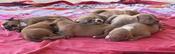 Pitbull cani in vendita: Vendesi cuccioli American Pitbull Terrier  a Città metropolitana di Palermo - Annuncio 17