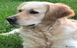 Golden Retriever cani in vendita: Cuccioli di golden retriever - Immagine 9