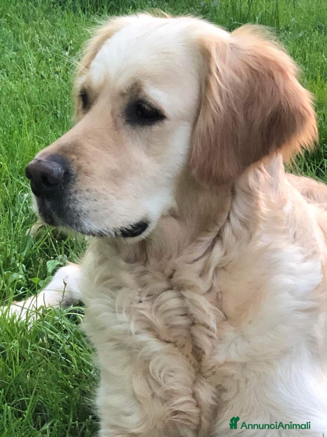 Golden Retriever cani in vendita: Cuccioli di golden retriever - Immagine 9