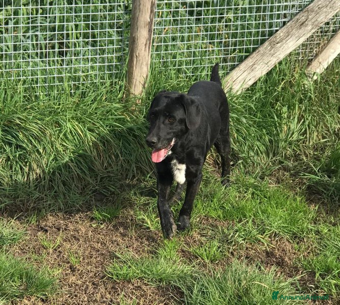 Meticcio cani in regalo: Santo, il suo nome lo descrive in pieno a Provincia di Latina - Annuncio 9